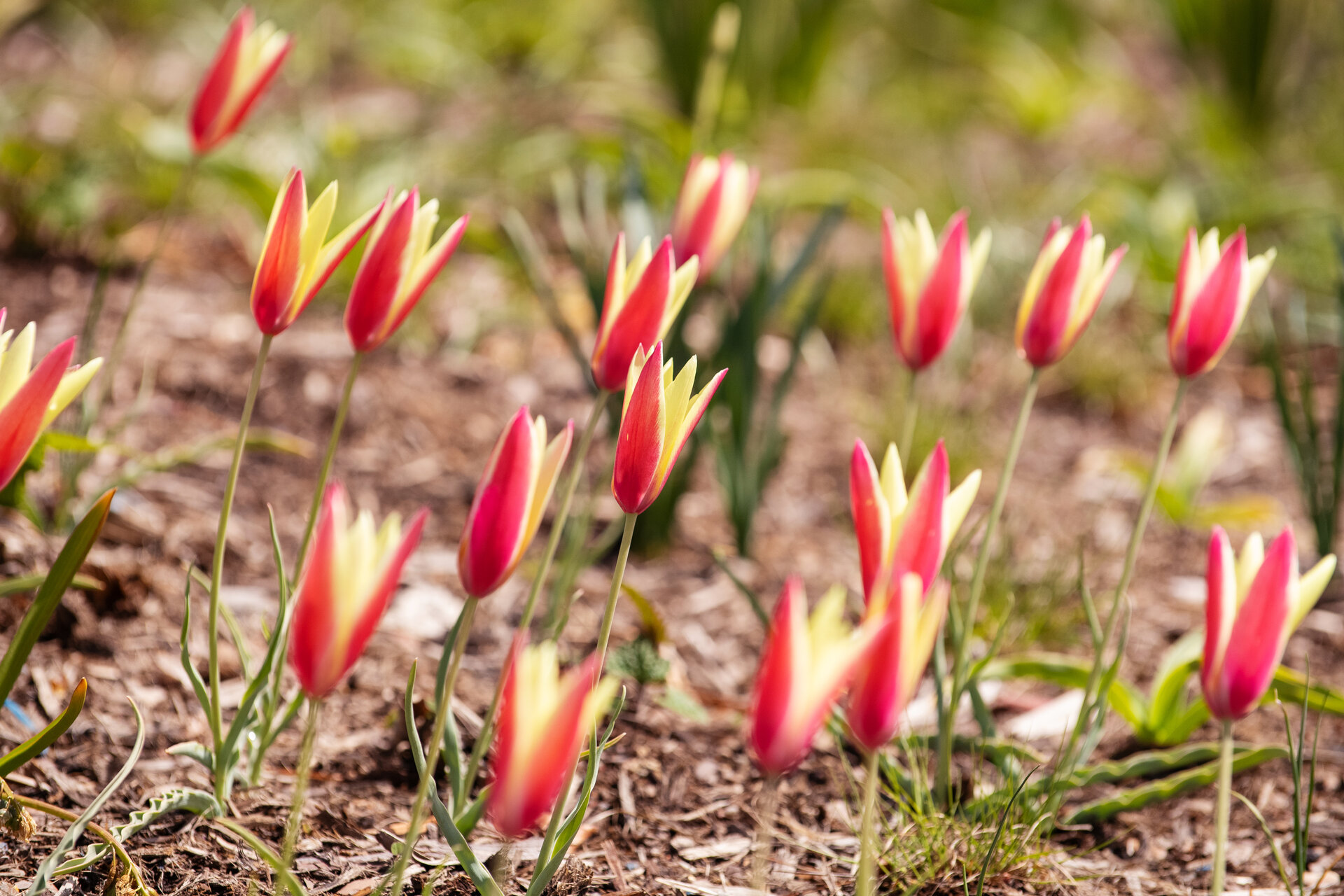 Tulipa clusiana 'Cynthia'